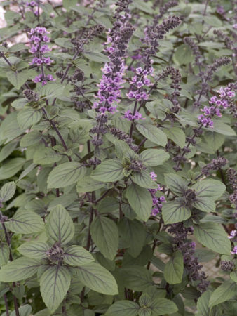 basil magic featured image